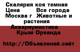 Скалярия коя темная › Цена ­ 50 - Все города, Москва г. Животные и растения » Аквариумистика   . Крым,Ореанда